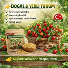 Okacih Misket Biber Tohumu Yerli Üretim – Hızlı Çimlenen 6-12 Gün, Saksı & Bahçe Için, Aromatik Şifalı Bitki Tohumu