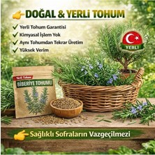 Okacih Biberiye Tohumu Yerli Üretim – Hızlı Çimlenen 6-12 Gün, Saksı & Bahçe Için, Aromatik Şifalı Bitki Tohumu