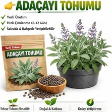 Okacih Adaçayı Tohumu Yerli Üretim – Hızlı Çimlenen 6-12 Gün, Saksı & Bahçe Için, Aromatik Şifalı Bitki Tohumu
