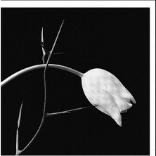 Kadıköy Plak Kulübü Dikkat CD !!! Gidon Kremer & Astor Piazzolla – El Tango CD