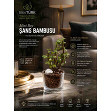 💸🌿 Bitkitürk Mini Para Sukulent (Portulacaria Afra) – Cam Vazoda Premium Kil Bilye Tasarımı ✨