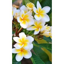 Aydoğdu Saksıda Amerikan Fulu (Plumeria Alba) Ağacı Fidanı