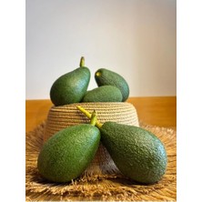  avokado meyvesi taze avocado fruit 15 adet 1 koli toptan
