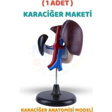Minopi ( 1 Adet ) Karaciğer Anatomisi Modeli Karaciğer Maketi Insan Karaciğer Yapısı Eğitici