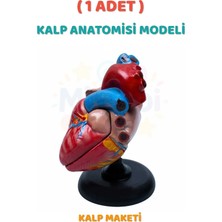 Minopi ( 1 Adet ) Kalp Anatomisi Modeli Kalp Maketi Insan Kalbi Maketi Eğitici