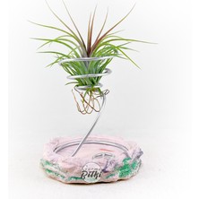 Gurme Bitki Tillandsia Rainforest Red (S) El Yapımı Dekoratif Standı ile Özel Tür Hava Bitkisi Air Plant