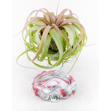 Gurme Bitki Tillandsia Eric Knobloch (M) El Yapımı Dekoratif Standı ile Özel Tür Hava Bitkisi Airplant