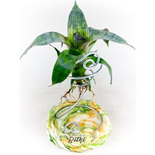 Gurme Bitki Vriesea "nova" Gigantea Seideliana (M) El Yapımı Dekoratif Stand ile Özel Nadir Tür Bromeliad Teraryum Bitki