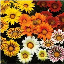 Cekar Store Tohum Dünyam 10 Adet Gazania Mix Flower Tohumu