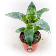 Gurme Bitki Vriesea "nova" Gigantea Seideliana (5.5 cm Saksıda) Özel Nadir Tür Bromeliad Teraryum Bitki