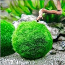 Cekar Store Ithal Bitki Marimo Moss Ball 2-3cm Yosun Topu Canlı Bitki KOPY1-951512