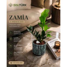 BitkiTÜRK Ithal Zz Zamia Bitkisi | Kütük Desenli El Yapımı Beton Saksı | Bakımı Kolay Salon Bitkisi