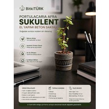 BitkiTÜRK Afra Portulacaria Sukulent | El Yapımı Beton Saksılı Canlı Bitki | Dekoratif Mini Sukulent