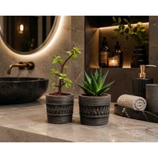 BitkiTÜRK 2’li Sukulent Seti | Afra Portulacaria & Haworthia | Dekoratif Mini Canlı Bitki Seti