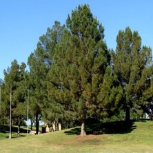 Pinus Elderica Iran Çamı Tohumu (10 Tohum)