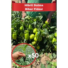 Aksu Fide 50 Adet Hibrit Dolma Biber Fidesi