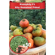 Aksu Fide 50 Adet Kuzeyköy F1 Hibrit Dilimli Köy Domates Fidesi