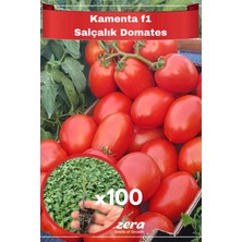 Aksu Fide 100 Adet Kamenta F1 Hibrit Salçalık Domates Fidesi