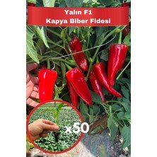 Aksu Fide 50 Adet Yalın F1 Hibrit Kapya Biber Fidesi