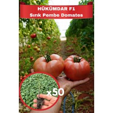 Aksu Fide 50 Adet Hükümdar F1 Hibrit Sırık Pembe Domates Fidesi