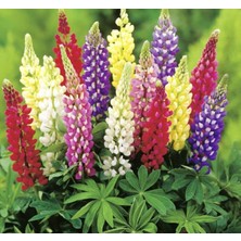 Cekar Store Lupinus Acı Bakla Çiçeği Tohumu