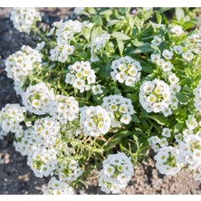 Cekar Store Alyssum (Çoklu Tohum) - 250 Tohum - Beyaz Renk