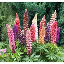 Cekar Store Lupin Çiçeği (Çoklu Tohum) - 30 Tohum - Karışık Renk