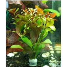 Skygo Ludwigia Peruensis Saksı Canlı Bitki P112