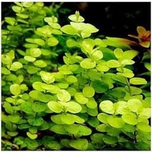Mabeyn Lysimachia Nummularia Aurea Saksı Canlı Bitki