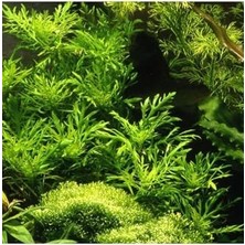 Mabeyn Hygrophila Difformis 4-6 Kök Canlı Bitki
