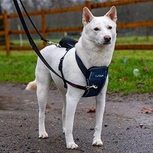 Berry Store Of Animals Carsafe Çarpışma Testli Köpek Harness Göğüs Tasması, Medium Mavi