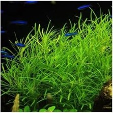 Mabeyn Pogostemon Octopus Saksı Canlı Bitki TR-P287