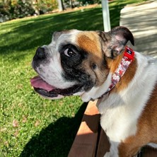 Berry Store Köpek Boyun Tasması – Geri Dönüştürülmüş, Ayarlanabilir, Emniyet Tokalı – Küçük ve Büyük Irklar Için – Tüy Toplamaz, Yıkanabilir, Airtag & Isimlik Uyumlu, Paws Large (2 Paketi)