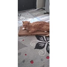 DMR Home Waowpets Kedi Tırmalama Kartonu - Çift Yönlü Tırmalama Pedi, Oluklu Yatağı, Kedi Otu Hediyeli