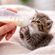 Expresstore Sogud Yavru Kedi Köpek Biberonu 50 ml – Evcil Hayvan Süt ve Mama Besleme Şişesi Seti, Ölçekli Mini Tasarım, 2 Yedek Silikon Emzikli, Temizleme Fırçalı, Yeni Doğan ve Yetim Yavru Bakım Aparatı