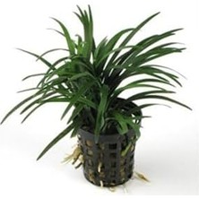 Expresstore Ophiopogon Japonica Saksı Canlı Bitki P122