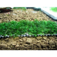 Expresstore Fissidens Fountanus Tele Sarılı 5X5CM Yeni Sarım Canlı Bitki