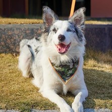 Assess Store Wıld Jungle Bandana Collar (M)