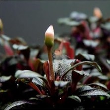 Daisy Home Bucephalandra Mini Coin Saksı Canlı Bitki