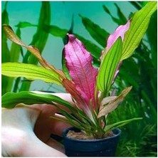 Assess Store Echinodorus Miracle Saksı Canlı Bitki