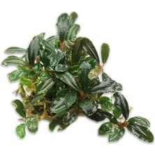 Daisy Home Bucephalandra Brownie Blue Saksı Canlı Bitki