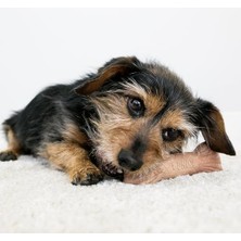 Daisy Home Kong Chewstix Ağaç Dalı Şeklinde Köpek Oyuncağı Medium