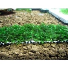 Daisy Home Fissidens Sp Fox Tele Sarılı 5x5 Yeni Sarım Canlı Bitki