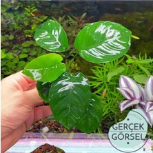 Daisy Home Anubias Broad Leaf 6-7 Yapraklı Canlı Bitki M