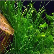 Daisy Home Vallisneria Nana 'saz' Saksı Canlı Bitki
