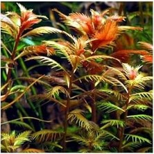 Daisy Home Proserpinaca Palustris Saksı Canlı Bitki TR-P300