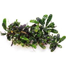 Teknocan Bucephalandra Vampire Saksı Canlı Bitki