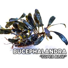 Teknocan Bucephalandra Super Blue Saksı Canlı Bitki