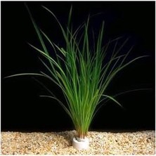 Teknocan Cyperus Juncus Saksı Canlı Bitki