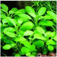 Teknocan Lobelia Cardinalis Saksı Canlı Bitki